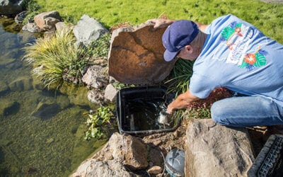 Pond Care Tips Before and After Storms