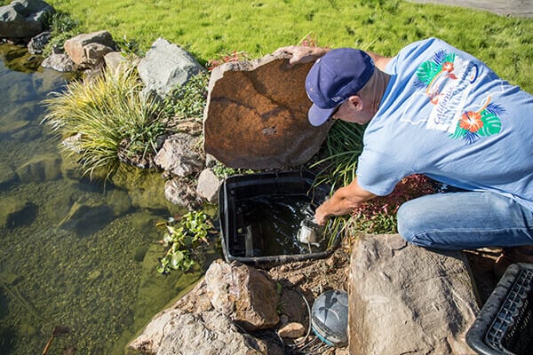 Pond Care Tips Before and After Storms